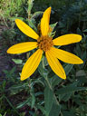 Helianthus hirsutus