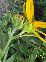 Helianthus hirsutus