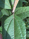 Helianthus hirsutus