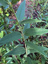 Helianthus hirsutus