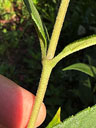 Helianthus hirsutus