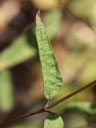 Helianthus microcephalus stem and leaf