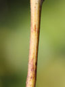 Helianthus microcephalus stem