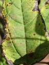 Helianthus microcephalus leaf