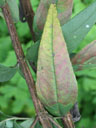 Helianthus schweinitzii leaf