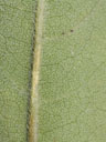 Helianthus schweinitzii leaf underside