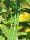 Helianthus simulans leaf