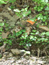 Hexastylis naniflora habitat