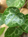 Hexastylis naniflora leaves