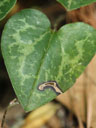 Hexastylis sorriei leaf