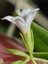 Houstonia lanceolata flower