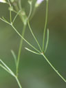 Houstonia_tenuifolia
