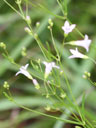 Houstonia_tenuifolia
