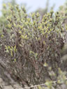 Hudsonia tomentosa cauline leaf