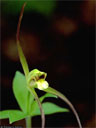Isotria verticillata flower