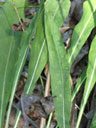 Liatris aspera basal leaves