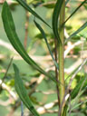 Liatris aspera cauline leaves