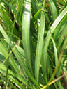 Liatris helleri basal leaves