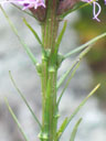 Liatris spicata stem closeup