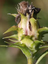 Liatris squarrosa fruiting head
