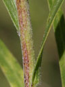 Liatris squarrosa stem closeup