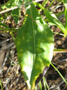 Liatris squarrulosa basal leaves