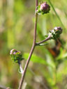 Liatris squarrulosa inflorescence