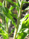 Liatris squarrulosa stem leaves
