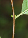 Twig of Lindera benzoin