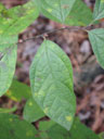 Buds of Lindera melissifolia