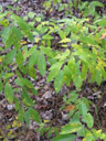 Leaves of Lindera melissifolia