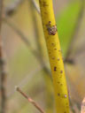 Twig of Lindera melissifolia