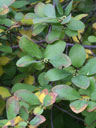 Leaves of Lindera subcoriacea