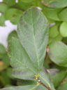 Leaves of Lindera subcoriacea