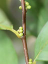 Twig of Lindera subcoriacea