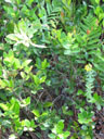 Lysimachia asperulifolia