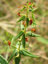 Lysimachia asperulifolia