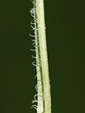 Lysimachia ciliata