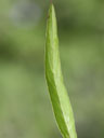 Lysimachia lanceolata