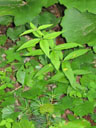Lysimachia quadrifolia