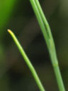 Tiedemannia canbyi leaf