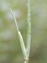 Tiedemannia filiformis rachis leaf