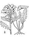 Habit of Pedicularis canadensis