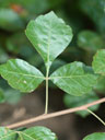 Rhus aromatica leaf