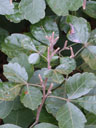 Rhus aromatica leaves