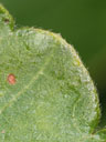 Rhus aromatica leaf margin