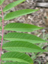 Rhus glabra leaf