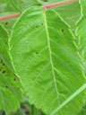 Rhus michauxii leaf