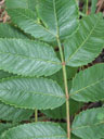 Rhus michauxii stem and leaves