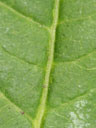Rhus typhina leaf adaxial surface